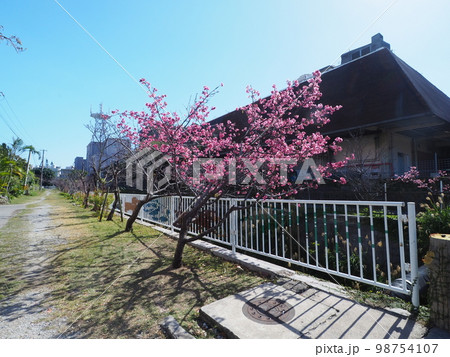寒緋桜 98754107