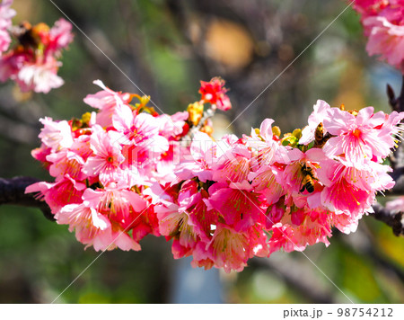 寒緋桜 寒緋桜 98754212