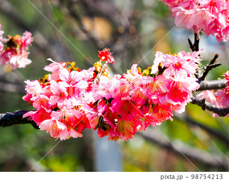 寒緋桜 寒緋桜 98754213