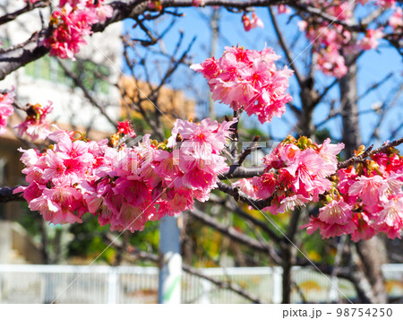 寒緋桜 98754250