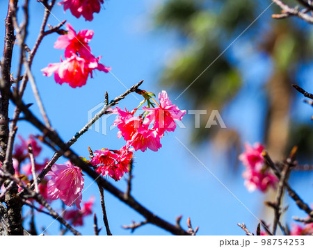 寒緋桜 寒緋桜 98754253
