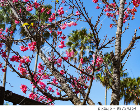 寒緋桜 寒緋桜 98754254