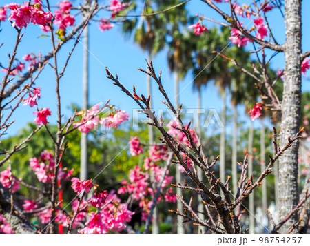 寒緋桜 寒緋桜 98754257
