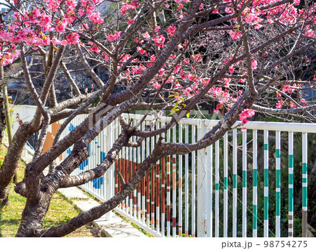 寒緋桜 98754275