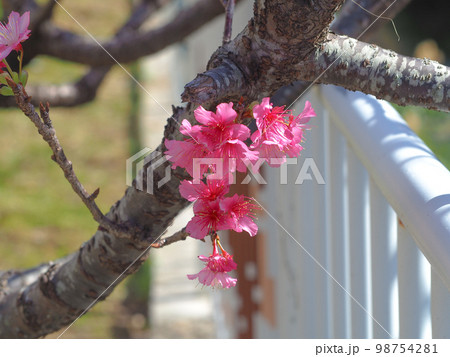 寒緋桜 寒緋桜 98754281