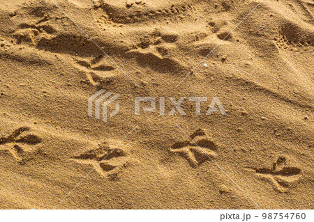 Birds footprints on sand beach in sunny day 98754760