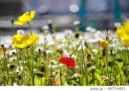 おじぎで感謝する赤い花　ポピー 98754881