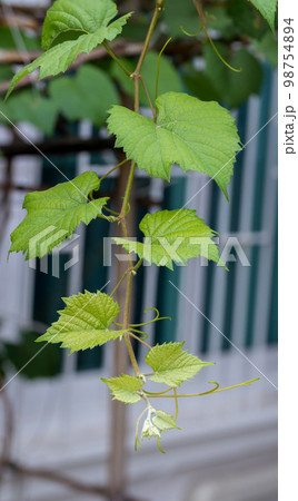 Grape leaves in vineyard. Grape leaves vine branch with tendrils and young leaves. 98754894
