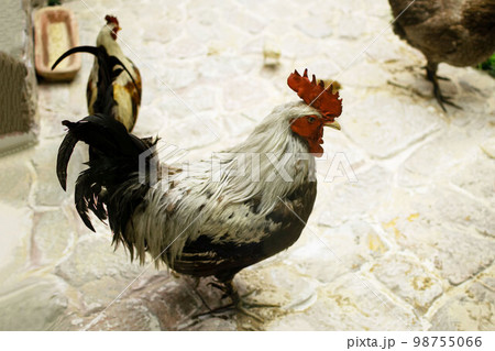 stuffed male rooster in museum, stuffed chicken 98755066