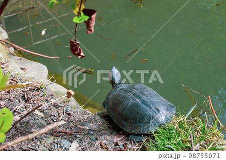 one red-eared turtle is resting near the pond 98755071