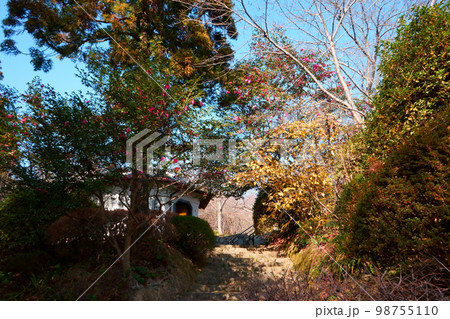 日に当たる山茶花とロウバイ 98755110