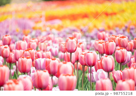 チューリップ畑 98755218