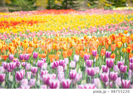 チューリップ畑 チューリップ畑 98755220