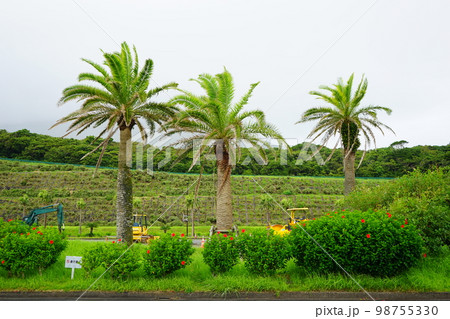日本 東京 八丈一周道路	 98755330