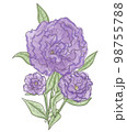 トルコキキョウの花 98755788