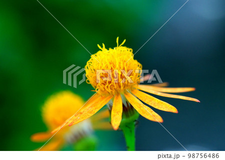 メキシコサワギクの花 98756486