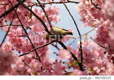 河津桜と枝に憩うメジロ white-eye resting on cherry branch 98756525