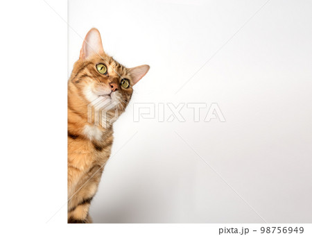 Funny cat peeks out from behind the wall. Funny cat peeks out from behind the wall. 98756949