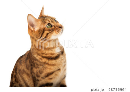 The head of a Bengal cat looking up with interest 98756964