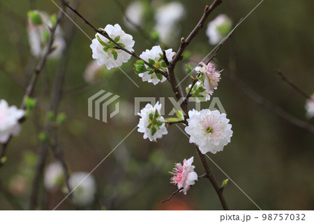 花 フラワー お花 98757032