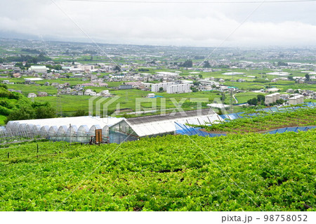 ぶどうの丘からの眺望（山梨県） 98758052