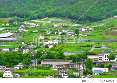 ぶどうの丘からの眺望（山梨県） 98758054