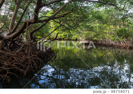 Coastal landscape with mangrove trees growing in sea water. Samana 98758071