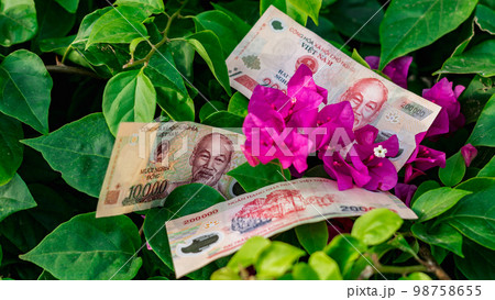Vietnamese money currency 200 000 and 10 000 dong banknote flower symbol of income grows prosperous Vietnamese money currency 200 000 and 10 000 dong banknote flower symbol of income grows prosperous 98758655