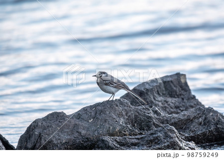 Young white wagtail, Motacilla alba, sitting on lake shore. Portrait of a young common songbird with long tail and black and white feather. Young white wagtail, Motacilla alba, sitting on lake shore. Portrait of a young common songbird with long tail and black and white feather. 98759249