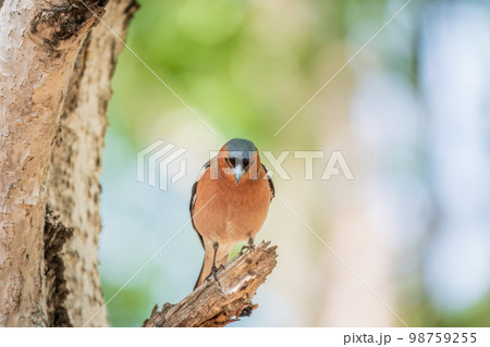 Common chaffinch, Fringilla coelebs, sits on a tree. Common chaffinch in wildlife. 98759255