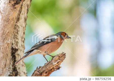 Common chaffinch, Fringilla coelebs, sits on a tree. Common chaffinch in wildlife. 98759256