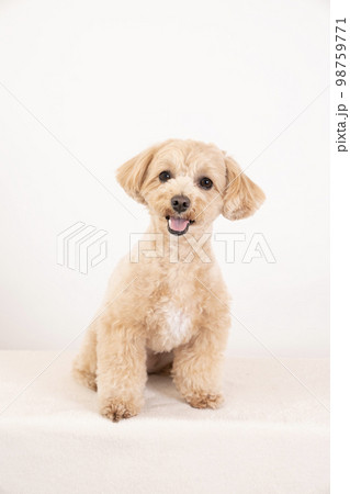 白バックと微笑むマルプー 98759771