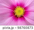 コスモスの花 98760873