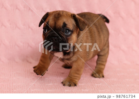 Serious puppy of french bulldog breed dog doing first steps at home. Active baby pup 98761734