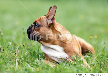 Profile view portrait of head and face of cute young french bulldog lying down on green grass at summer nature Profile view portrait of head and face of cute young french bulldog lying down on green grass at summer nature 98761736