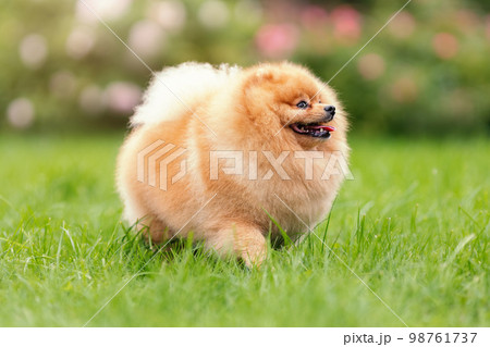 Portrait of cute pomeranian spitz breed dog smiling and walking on green grass at summer nature 98761737