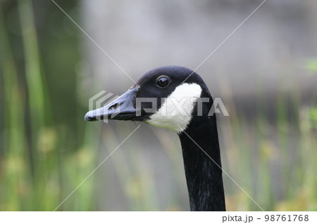 Canada goose (Branta canadensis) Canada goose (Branta canadensis) 98761768