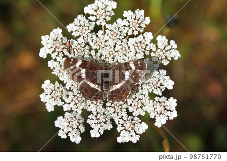 Map Butterfly (Araschnia levana) Map Butterfly (Araschnia levana) 98761770