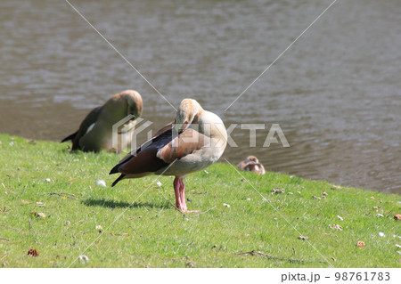 Egyptian Goose (Alopochen aegyptiacus) Egyptian Goose (Alopochen aegyptiacus) 98761783