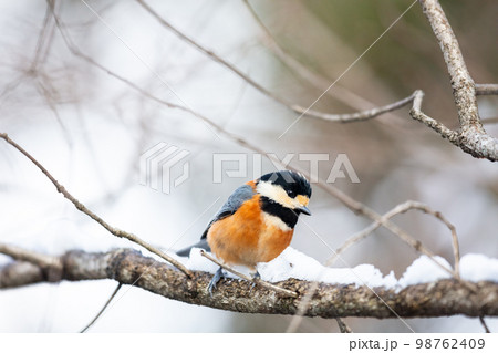 【野鳥】枝の上で様子を見るヤマガラ 98762409