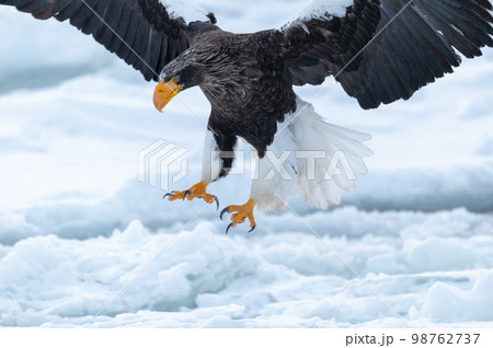 知床 冬 知床 冬 98762737