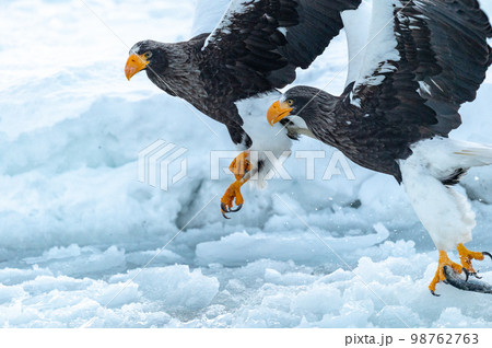 知床　冬 98762763