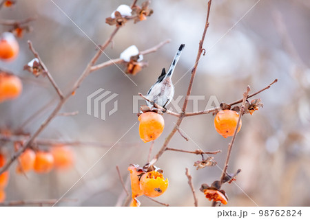 【野鳥】柿を食べに来たエナガ 98762824
