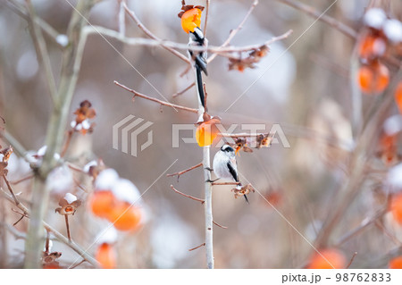 【野鳥】柿を食べに来たエナガ 98762833