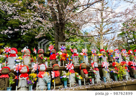 東京　港区　増上寺のお地蔵さんと満開の桜 98762899