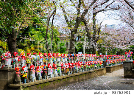 東京 港区 増上寺のお地蔵さんと満開の桜 東京 港区 増上寺のお地蔵さんと満開の桜 98762901