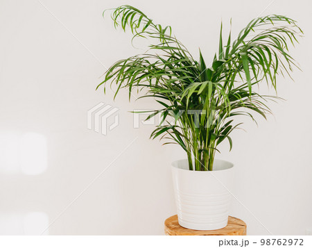 Areca Palm houseplant in white ceramic pot on wood stoo 98762972