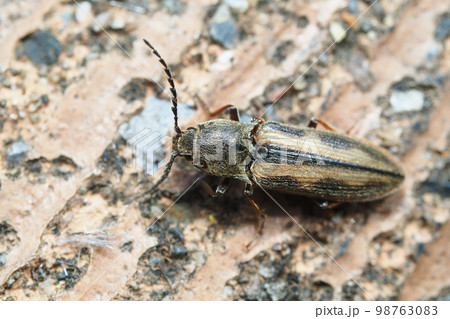 トラフコメツキ トラフコメツキ 98763083