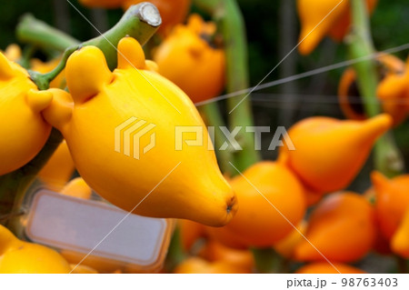 ツノナスの実 98763403