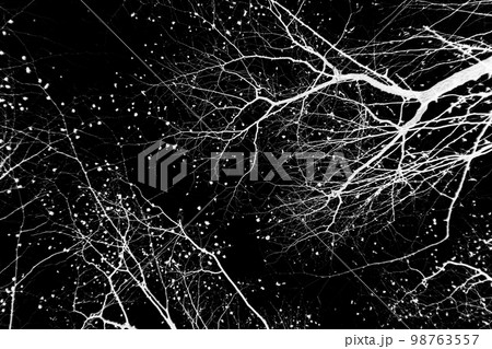 Bare tree branches on a pale white background Bare tree branches on a pale white background 98763557